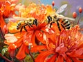 Honey bees in sunny garden