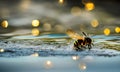 Illustration of a honeybee in water; golden lights