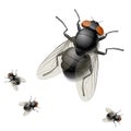 Illustration of a housefly