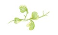 Illustration of Hoya Kerrii Craib Climbing Plants Royalty Free Stock Photo