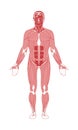 Human male anatomy muscular system Royalty Free Stock Photo