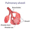 Illustration of human alveoli structure