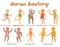 Illustration of human anatomy, systems of organs for kids.