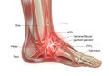 Illustration of the human ankle joint Royalty Free Stock Photo