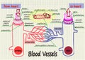 Illustration of human blood vessels