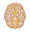 Cranial nerves / human brain