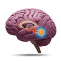 Limbic system, including structures such as the hippocampus and amygdala, Royalty Free Stock Photo