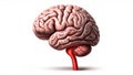 Illustration of a human brain Royalty Free Stock Photo
