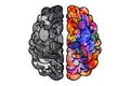 Illustration of human brain rational hemisphere and creative one