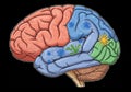 Illustration of a human brain with Royalty Free Stock Photo