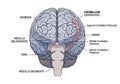 Illustration of a human brain viewed from the back, highlighting Royalty Free Stock Photo