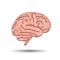 Illustration of human brain on white background Royalty Free Stock Photo