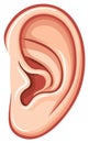 Illustration of a human ear, focusing on the auditory canal and outer structure, with smooth gradients and an anatomical rendering Royalty Free Stock Photo