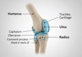 Illustration of a human elbow joint Royalty Free Stock Photo