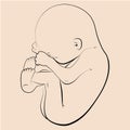 Illustration of a human embryo