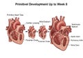 Illustration of human heart development up to week 8, displaying Royalty Free Stock Photo