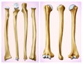 Front and side view of the humerus and radial bone. Royalty Free Stock Photo