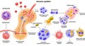 Illustration of the human immune system showing various cells and structures with Royalty Free Stock Photo