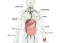 Illustration of the human lymphatic system, Royalty Free Stock Photo