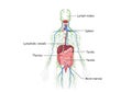 Illustration of the human lymphatic system. Royalty Free Stock Photo