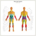 Illustration of human muscles. Exercise and muscle guide. Gym training.