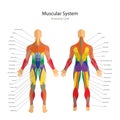 Illustration of human muscles. Exercise and muscle guide. Gym training. Front and rear view. Muscle man anatomy. Royalty Free Stock Photo