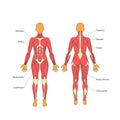 Illustration of human muscles. The female body. Gym training. Front and rear view. Muscle man anatomy.