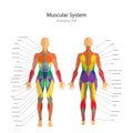 Illustration of human muscles. The female body. Gym training. Front and rear view. Muscle man anatomy.