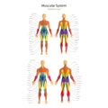 Illustration of human muscles. Female and male body. Gym training. Front and rear view. Muscle man anatomy. Royalty Free Stock Photo
