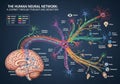 Illustration of the human neural network, Royalty Free Stock Photo