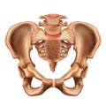 Illustration of the human pelvis bone. Royalty Free Stock Photo