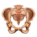 Illustration of the human pelvis bone.