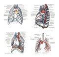 Illustration of the human respiratory system with part names on a white background