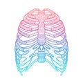 Illustration of human rib cage. Line art style. Boho vector
