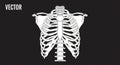 Featuring the ribs sternum clavicles and scapulae against a solid Royalty Free Stock Photo