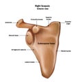 Illustration of the human right scapula bone with the name and description of all sites.