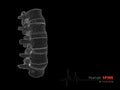 Illustration of Human spine abstract scientific background Royalty Free Stock Photo