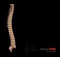 Illustration of Human spine abstract scientific background Royalty Free Stock Photo