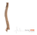 Illustration of Human spine abstract scientific background Royalty Free Stock Photo