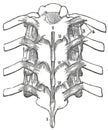 Illustration of the human spine. Spinal cord structure from human anatomy print book 1849 Royalty Free Stock Photo