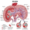 The red pulp includes splenic cords, platelets, white blood cells, and macrophag Royalty Free Stock Photo