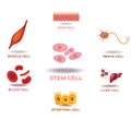 Illustration of the Human Stem Cell Applications Royalty Free Stock Photo