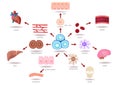 Illustration of the Human Stem Cell Applications