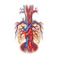 Veins are shown in blue, indicating deoxygenated blood returning to the Royalty Free Stock Photo