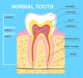 Illustration of human tooth diagram. Tooth structure vector illustration