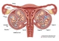 Illustration of a human uterus depicting two sets of multiple Royalty Free Stock Photo