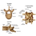 Illustration of human vertebrae with the name