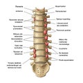 Illustration of a human vertebral column highlighting the thoracic section. The spinal Royalty Free Stock Photo