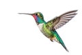 Illustration of a hummingbird bird on a white background. Generative AI Royalty Free Stock Photo