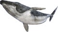 Humpback Whale, Marine Animal, Isolated